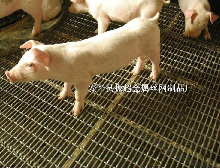 露粪地板网，养猪轧花网，钢铁丝产床网http://www.apychl.com